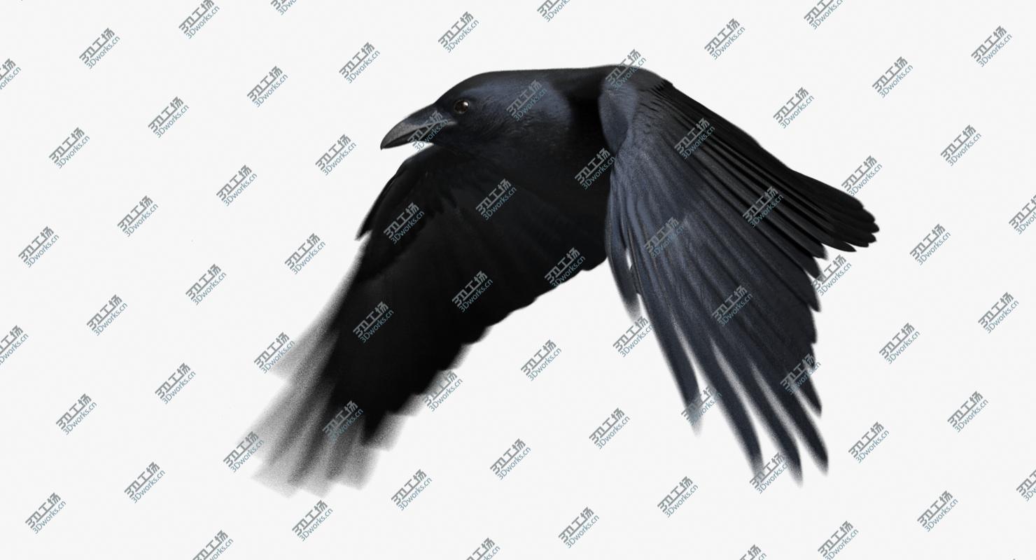 images/goods_img/20210113/Chihuahuan Raven (Animated)/2.jpg